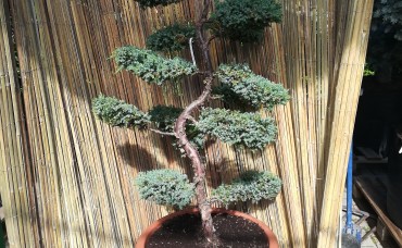 Bonsai juniperus Blu Carpet 150cm 